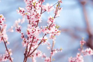 ​形容花漂亮唯美的诗句（50句赏花诗词温柔又浪漫）