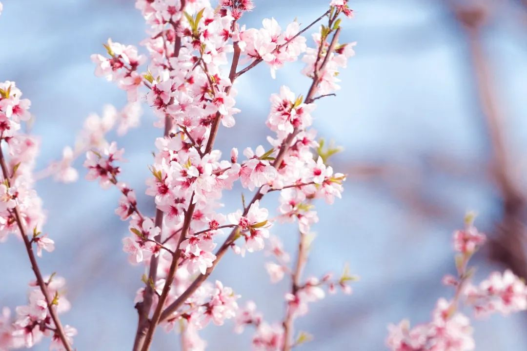 形容花漂亮唯美的诗句（50句赏花诗词温柔又浪漫）