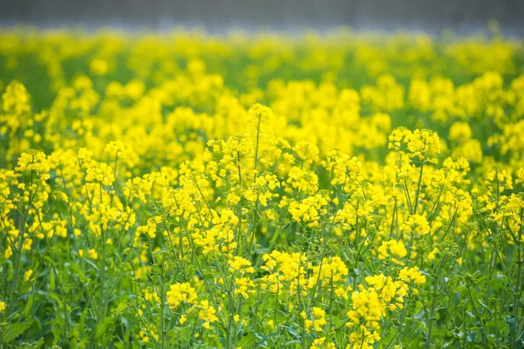 形容花漂亮唯美的诗句（50句赏花诗词温柔又浪漫）