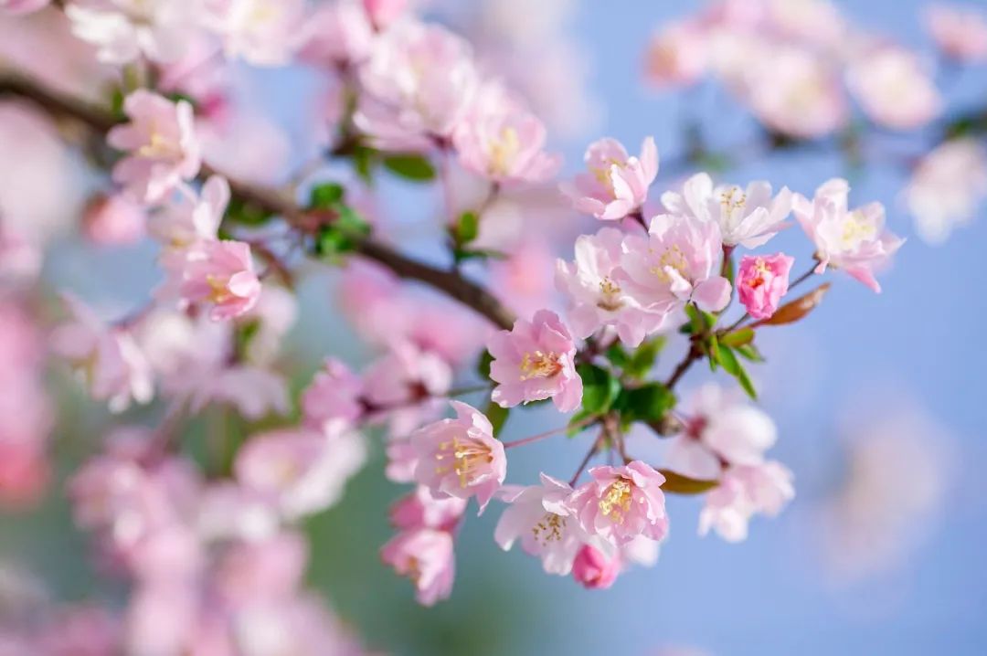 形容花漂亮唯美的诗句（50句赏花诗词温柔又浪漫）