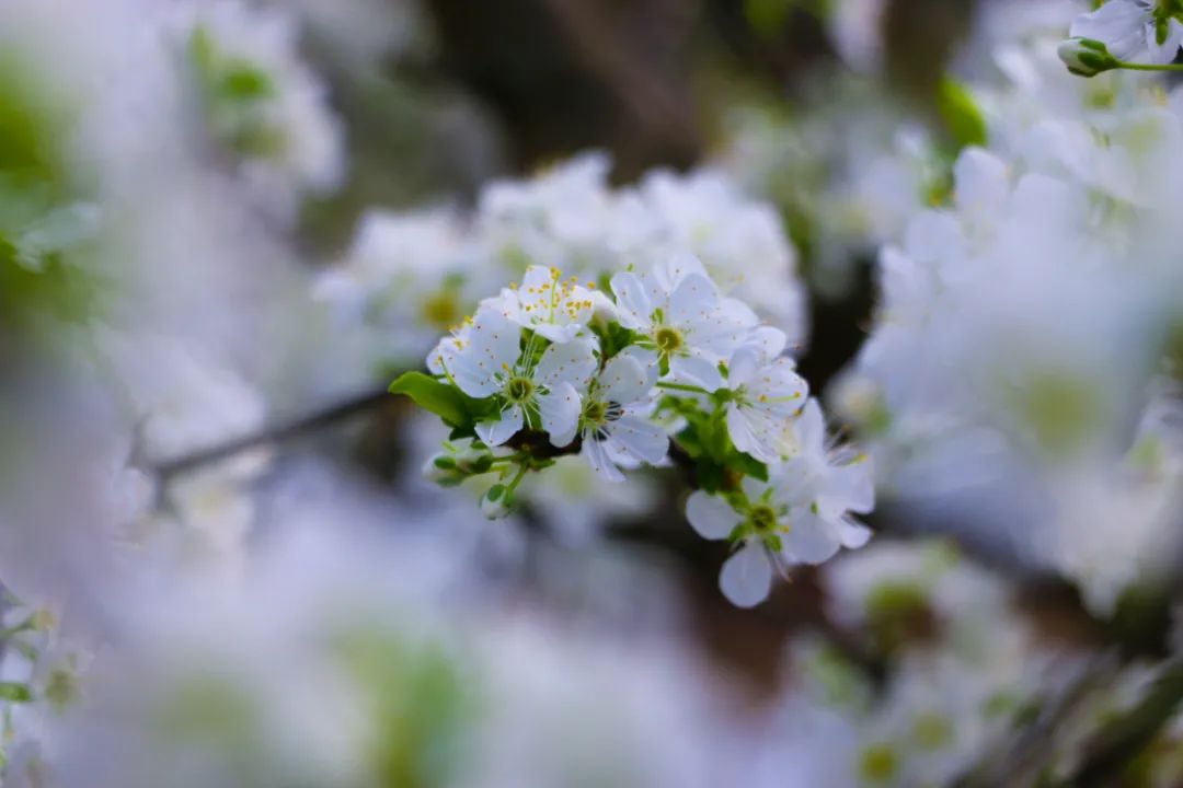 咏李花的诗句（关于李花的经典词句文章分享）